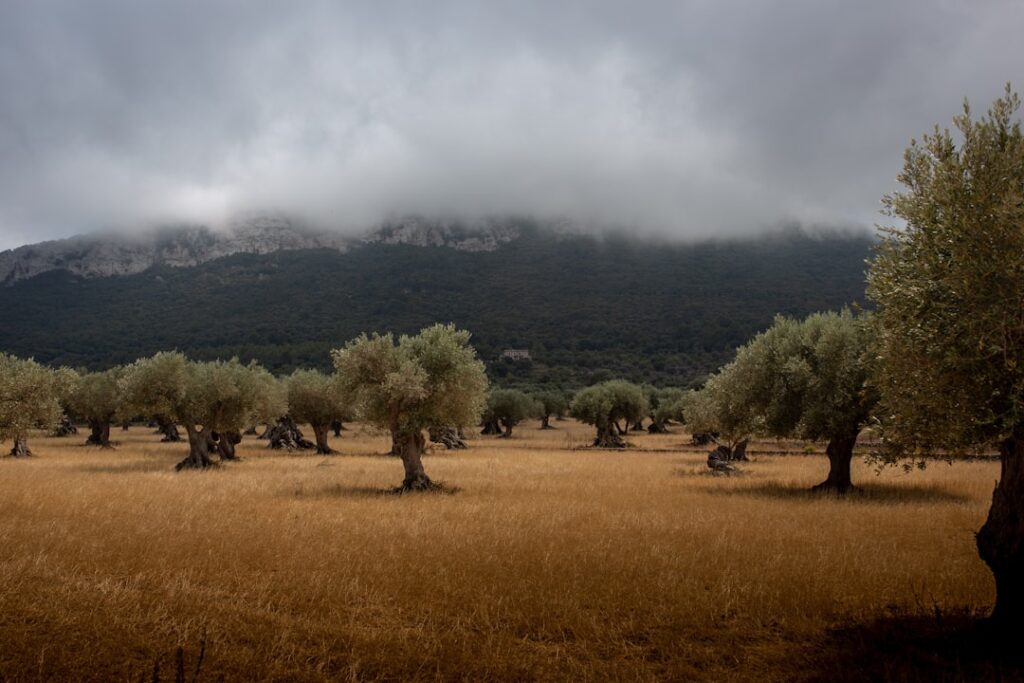 Photo Olive tree