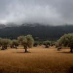 Photo Olive tree