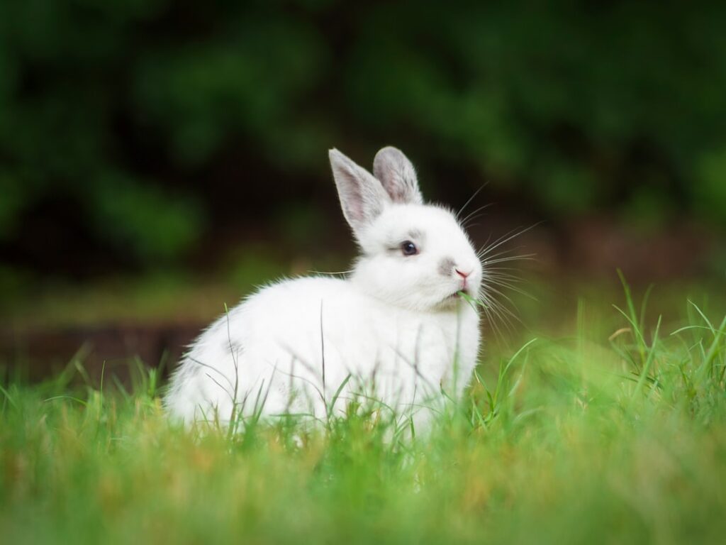 Photo Easter bunny